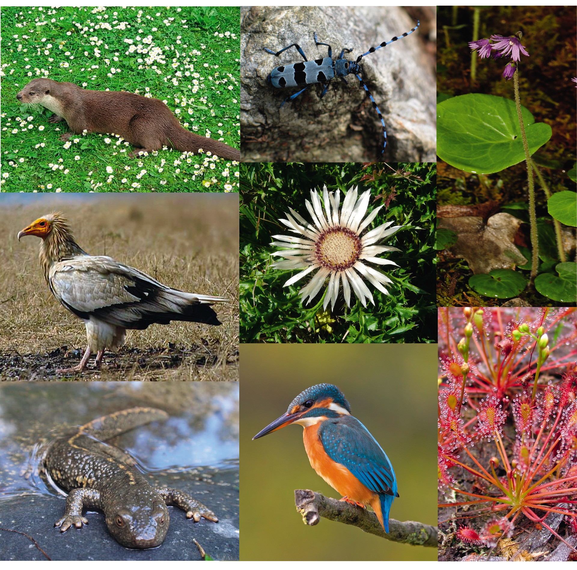 Landare, animalia, mikroorganismo eta ekosistemen aniztasunaren eguna