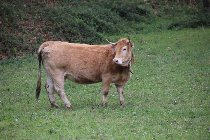 Larre irekiera festa Komizar 14 1650713598930