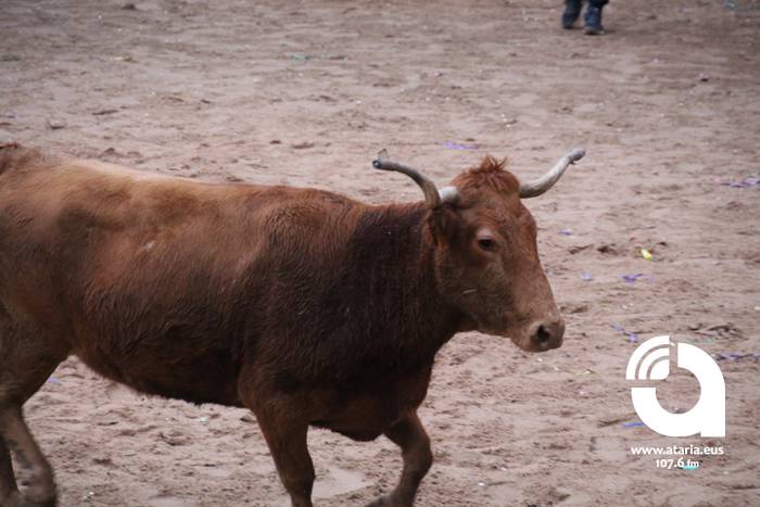 Zezenak adarrak okerrak ditu 38 1488277373149