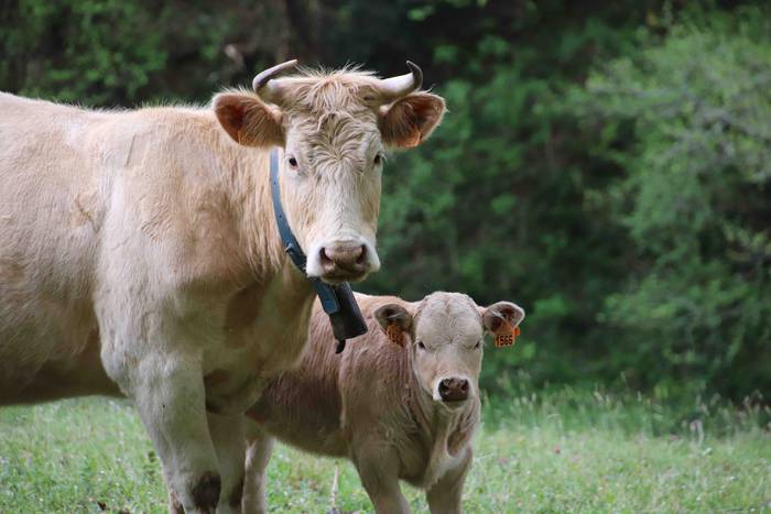 Larre irekiera festa Komizar 25 1650713604361