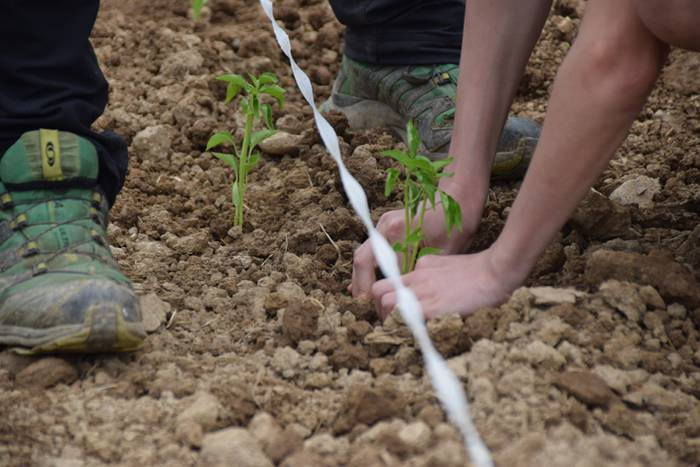 Ibarrako piperrak landatzen, 35 1527075808279