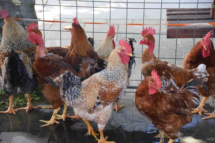 Adunako jaiak 2019. Oilasko  14 1566048058796