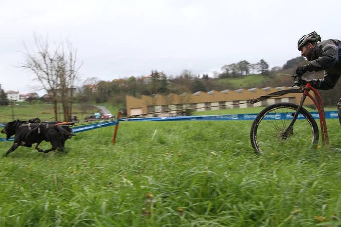 Zizurkil, txakur krosa 20 1490473917799