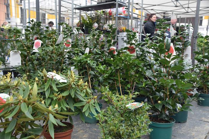 Zuhaitz Azoka, Tolosa, 2017 10 1486819622485