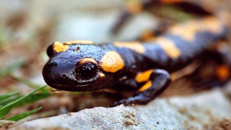 Anfibioak eta narrastiak gertutik ezagutzeko bisita antolatu dute
