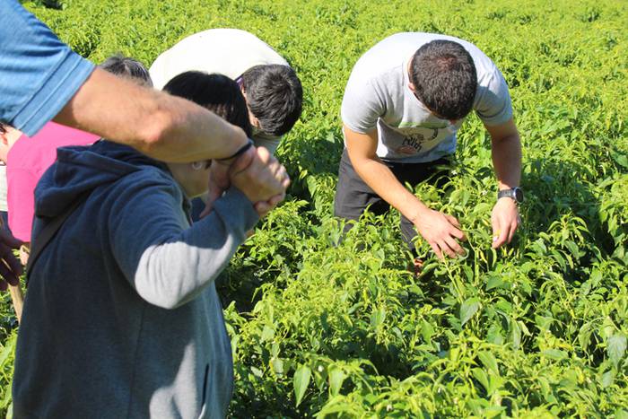 Ibarrako piperrak biltzen 20 28 1506521024316