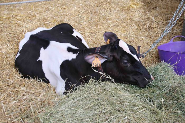 XII. Euskal Herriko Frisoi T 19 1637418671740