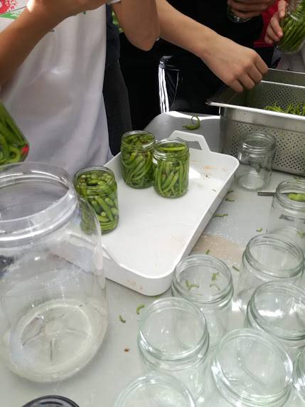 Ibarrako piperrak biltzen ar 16 1538055434141