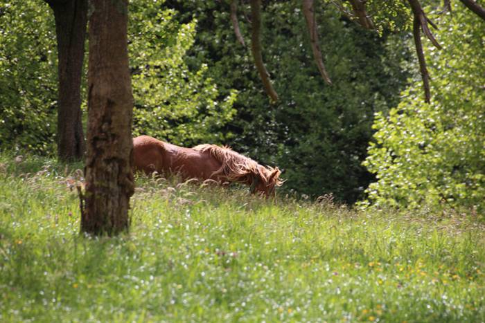 Amasamendira bota dute ganad 4 1493649141682