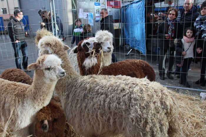 Urteko azken azoka berezia gurtu du Tolosak 3 1481985870759