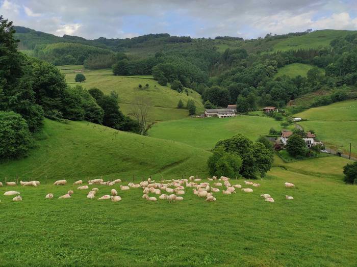 Berastegiko artzaintza eta g 2 1624262853886