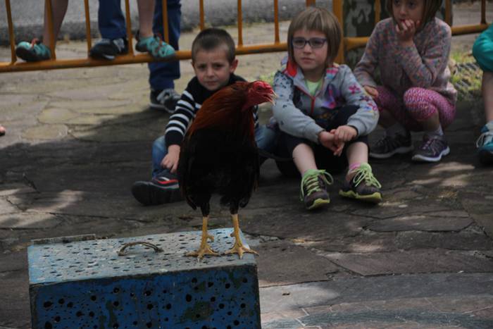 Belauntza San Joan jaiak 2016 Gorriti 7 1466949022463