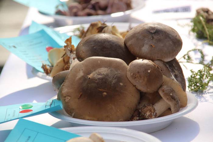 Mikologika 2015 azoka eguna 8 1445082990675