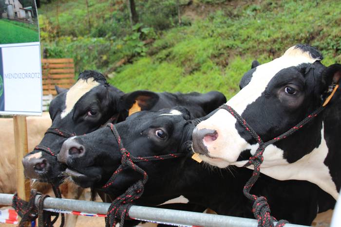 Ibarra, azoka eta piparra 76 1474219199658