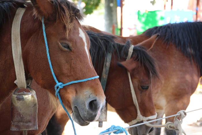 Goizez lan, arratsaldez fest 11 1572186203396