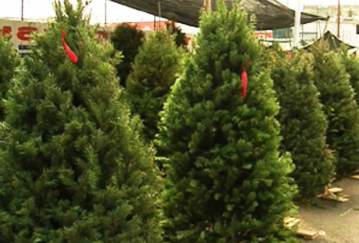 Gabonetako pinuak bilduko dituzte astelehenean