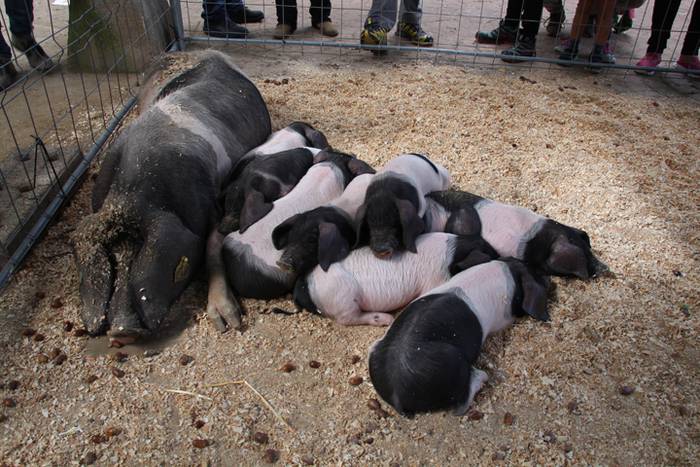 Piperra baino askoz gehiago 76 1505655106272