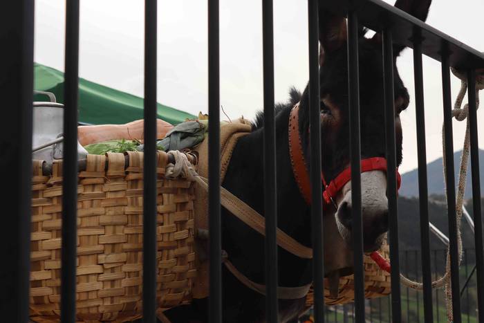 Herriko abereek eta inguruko 39 1667129845559