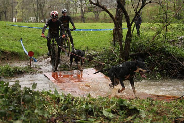 Zizurkil, txakur krosa 14 1490473878546