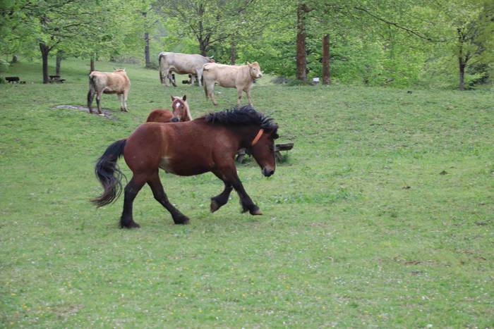 Larre irekiera festa Komizar 5 1650713594572