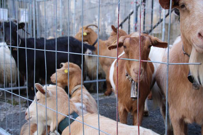 Bertako produktuak nagusi 5 1477233049967