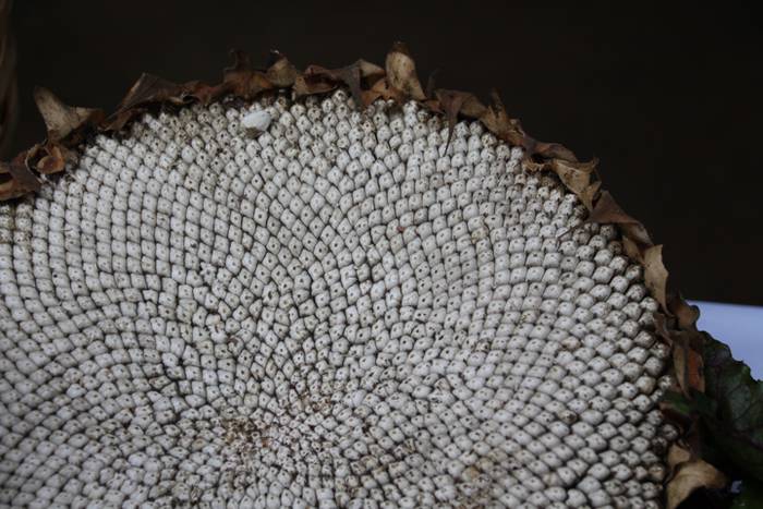 Euripean ere, herritarrentza 19 1506856272836