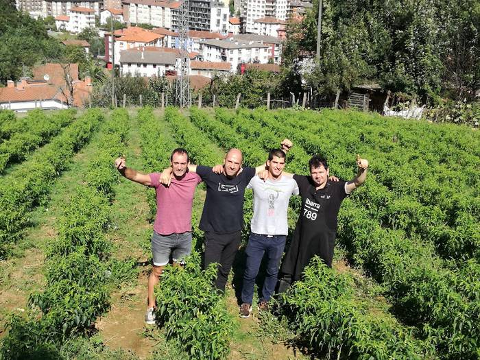 Ibarrako piperrak biltzen ar 8 1538055395214