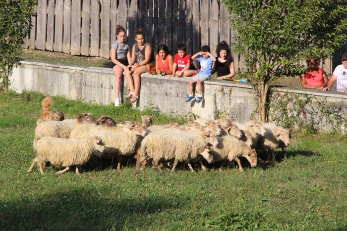 Artzaina eta txakurraren artea Amezketan 20 1472322414656