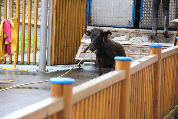 hernialde festak puzgarriak  33 1534160389229