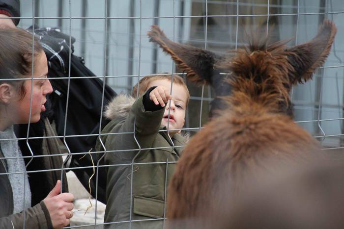 Tolosako Gabonetako Azoka Berezia 2018 56 1545489455214