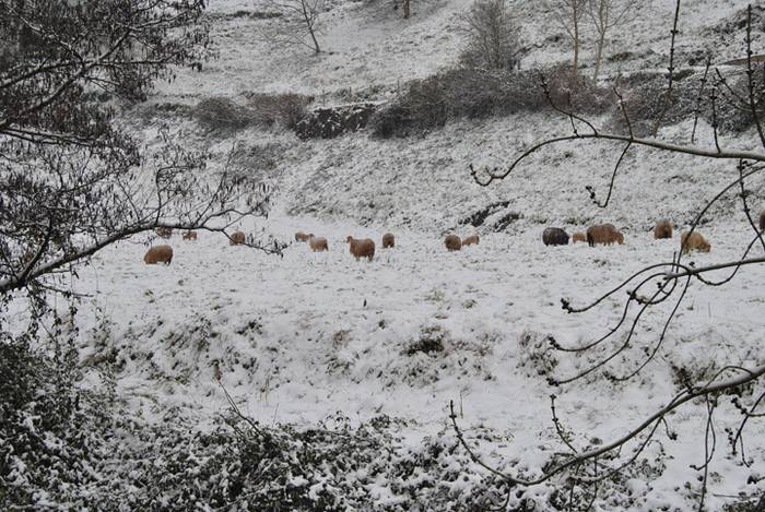 Argazki galeria: Tolosaldea, 17 1519809754272