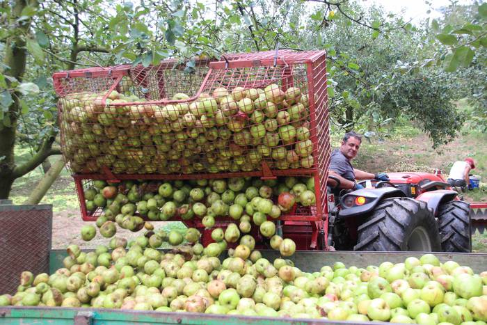 Sagarrak jasotzen. Altzo. Sa 35 1631723388301