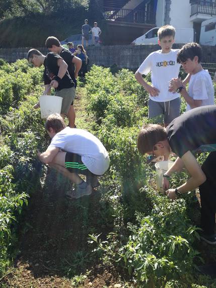 Ibarrako piperrak biltzen ar 4 1538055373321