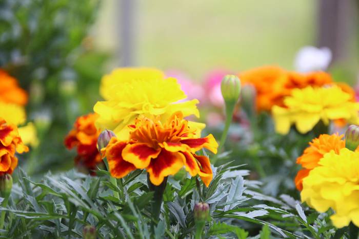 Alegako azoka ekologikoa 3 1462113306028