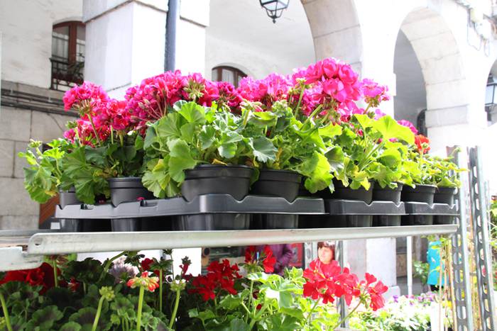 Udaberria loratu da Tolosan 28 1526734146321