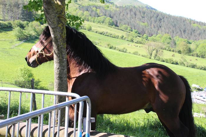 Larre irekiera Larraitzen 20 15 1493639753025