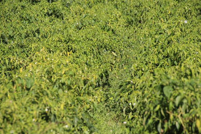 Ibarrako piperrak biltzen 20 8 1506520863262