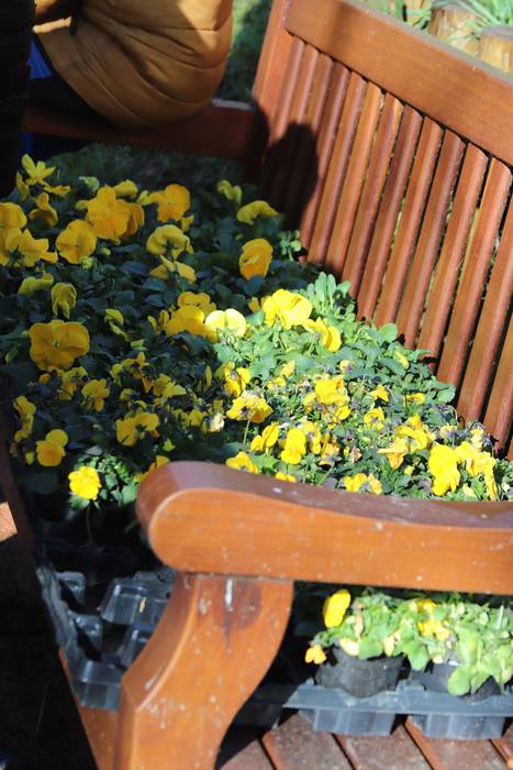 Tolosako ikasleek zuhaitzak  29 1520435602917