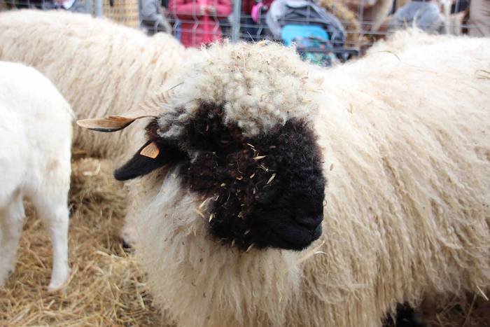 Gabonetako azokak jende asko 33 1576941763013