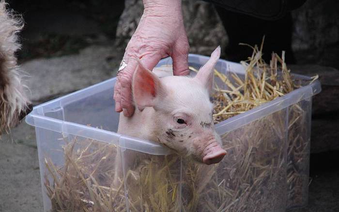 san anton berastegi 2016 6 1453114659324