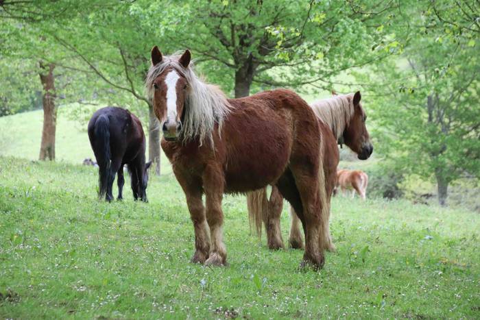 Larre irekiera festa Komizar 18 1650713600918
