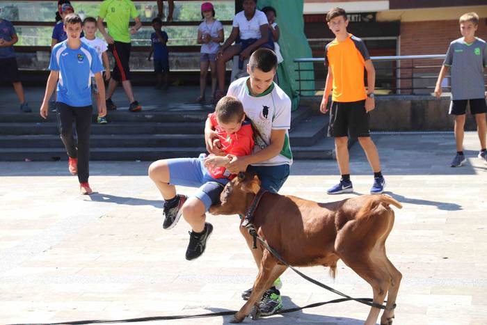 Festak hasteko, poniak eta z 59 1566994020303