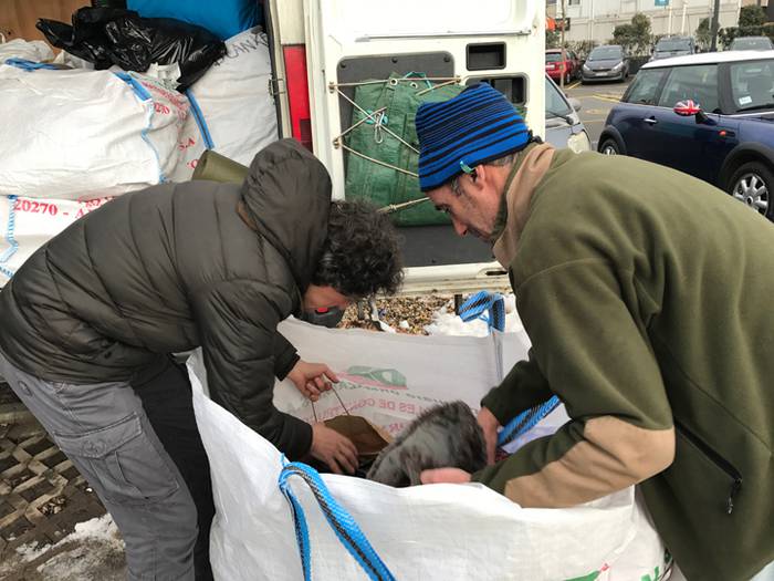 TOLOSATIK BELGRADORA 2017 8 1486065726698