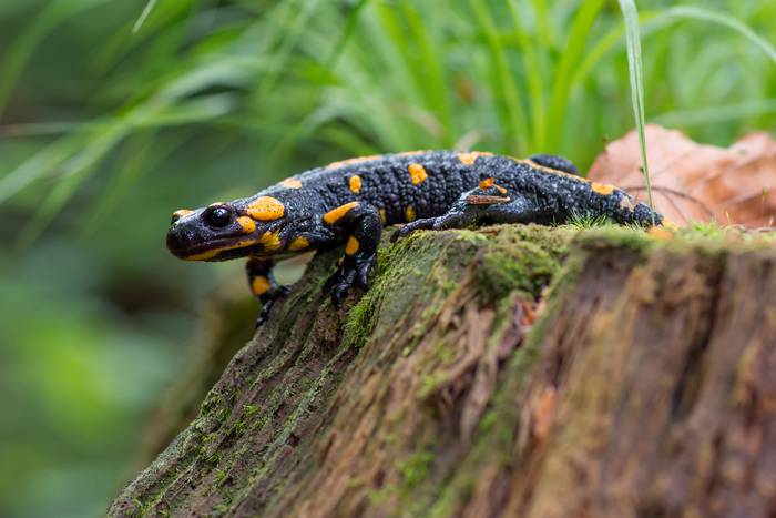 Anfibio piriniotarren inguruko hitzaldia, bihar, Tolosako udaletxean