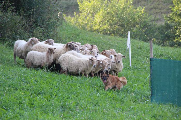 Artzaina eta txakurraren artea Amezketan 39 1472322575783