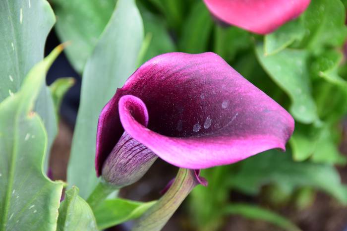 Lore eta Landare azoka Tolos 16 1652529027379