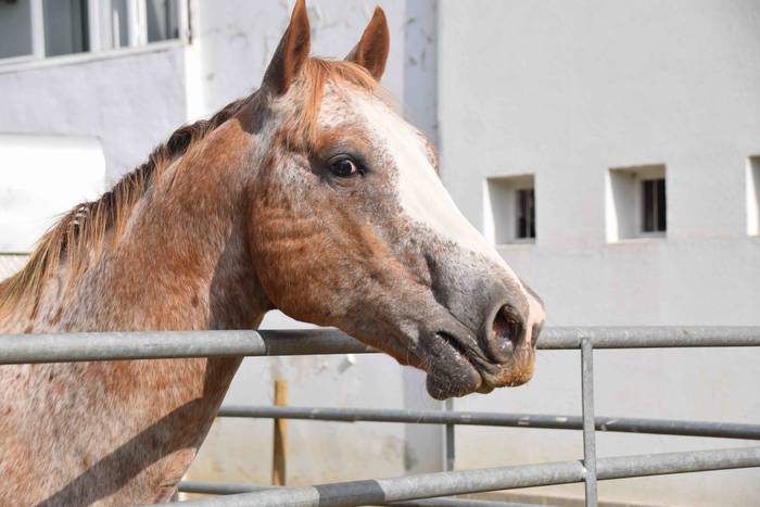 Jendetza mugitzen duen eguna 7 1538312898823