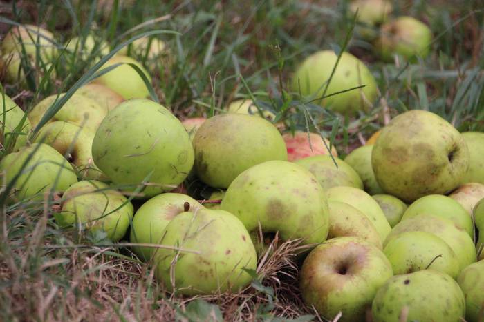 Sagarrak jasotzen. Altzo. Sa 28 1631723385944