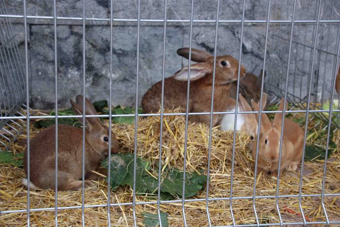 Berastegiko gaztarik onena A 12 1608397902164