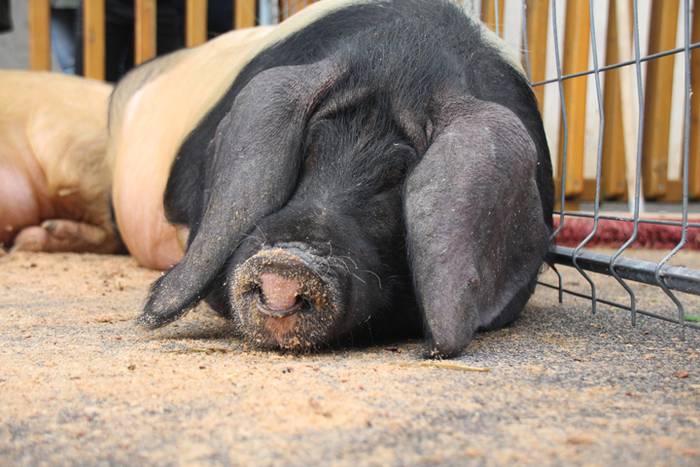 Abeltzain eta artisauen azoka hernialden 10 1462708880517